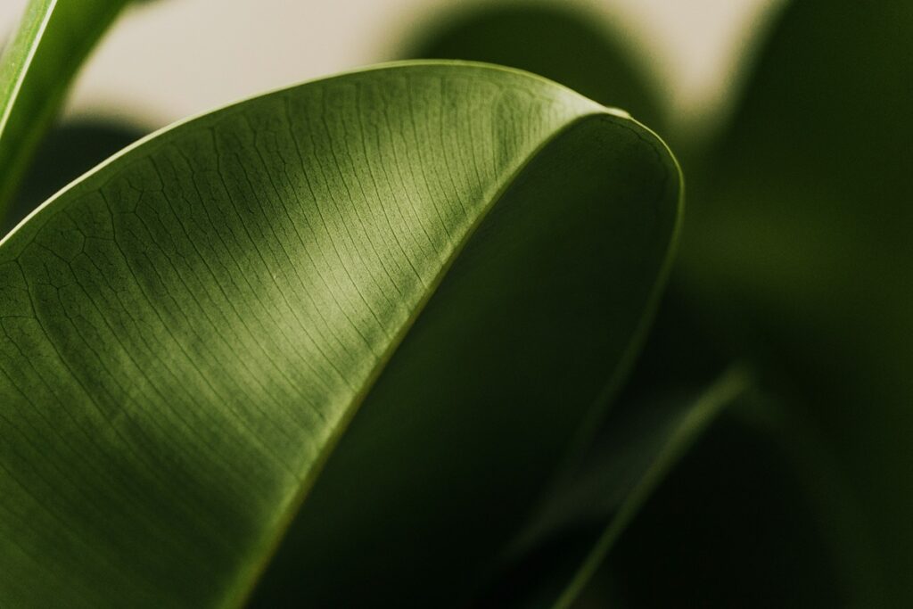 kumiviikuna kasvit top 5 2025