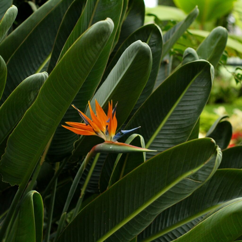 Strelitzia paratiisilintu luonnossa